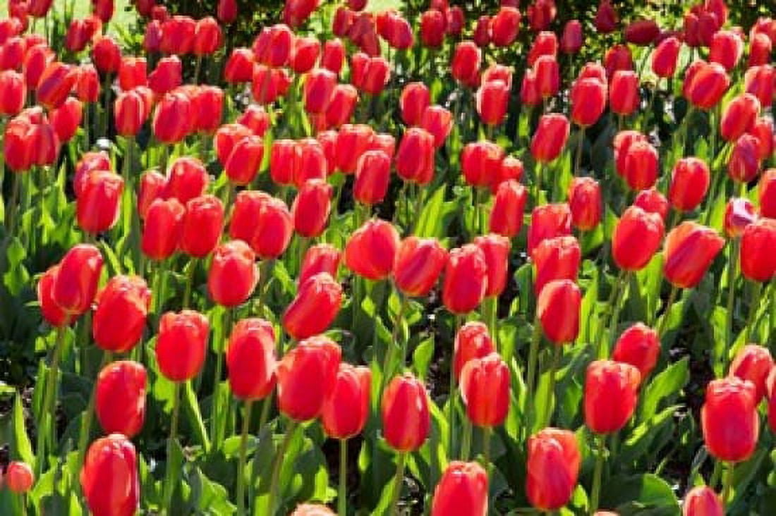 Tulips at Sherwood Gardens Baltimore Maryland USA Canvas Art - Panoramic Images (36 x 24)