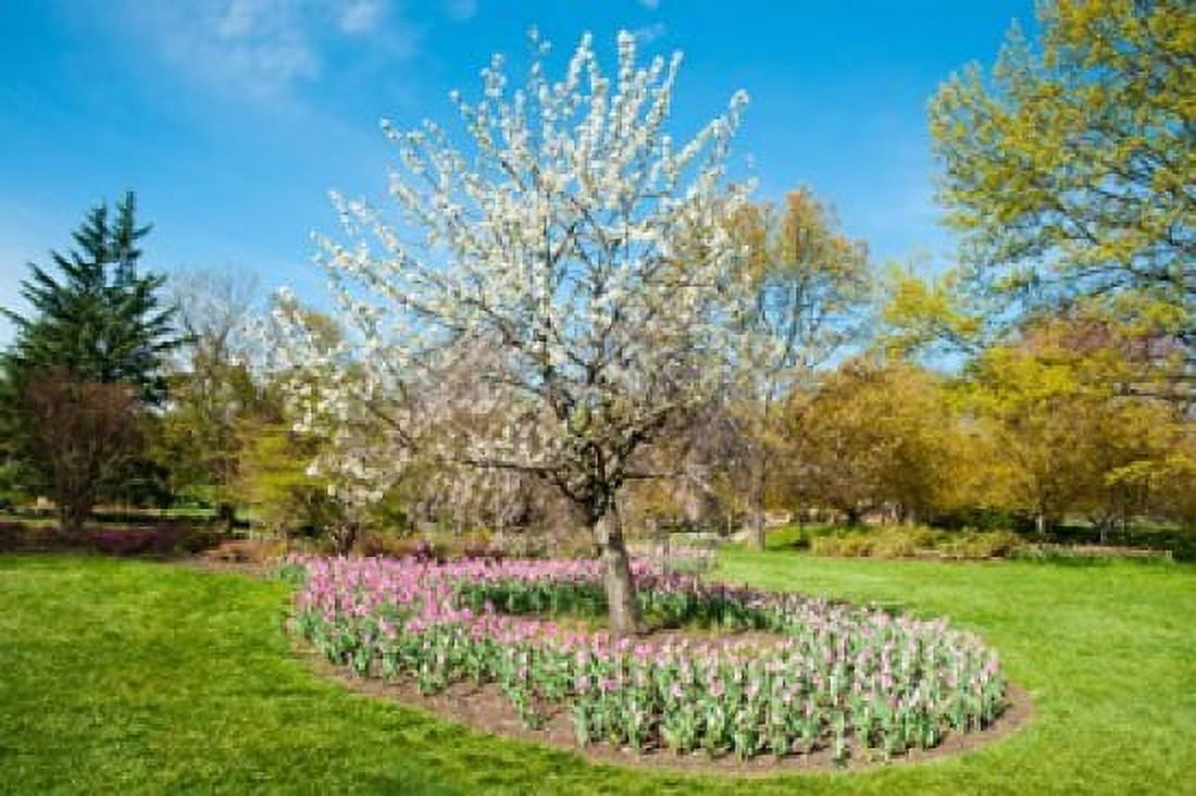 Tulips at Sherwood Gardens Baltimore Maryland USA Canvas Art - Panoramic Images (36 x 24)