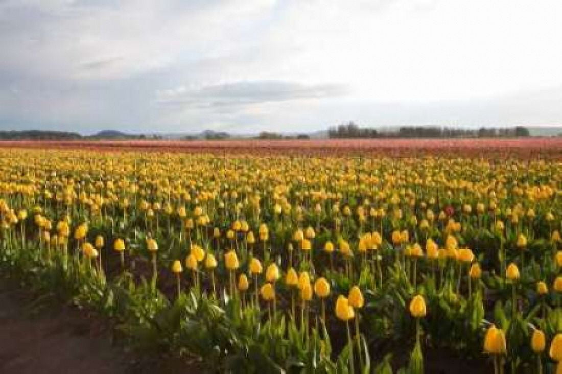 Tulips at Sunset I Canvas Art - Dana Styber (24 x 36)