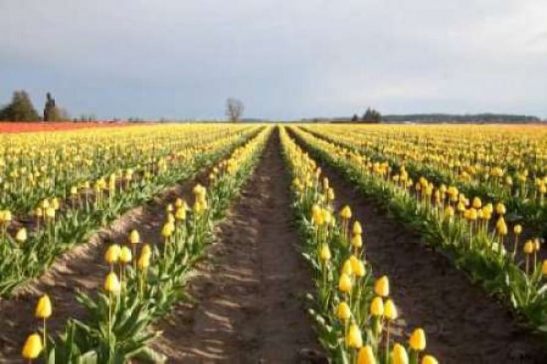 Tulips at Sunset II Canvas Art - Dana Styber (20 x 28)