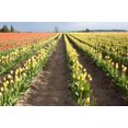 thumbnail image 1 of Tulips at Sunset III Poster Print by Dana Styber (12 x 18), 1 of 1