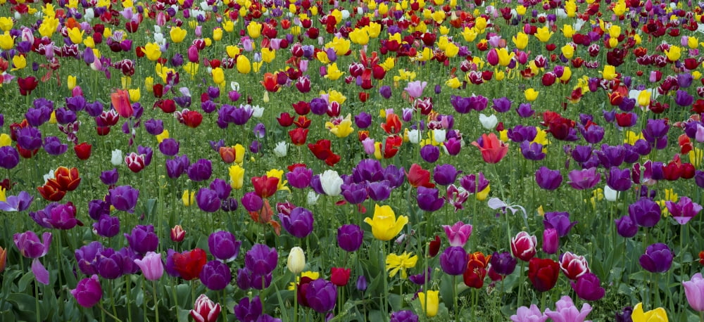 Tulips at Wooden Shoe Tulip Farm Woodburn Marion County Oregon USA Canvas Art - Panoramic Images (27 x 9)