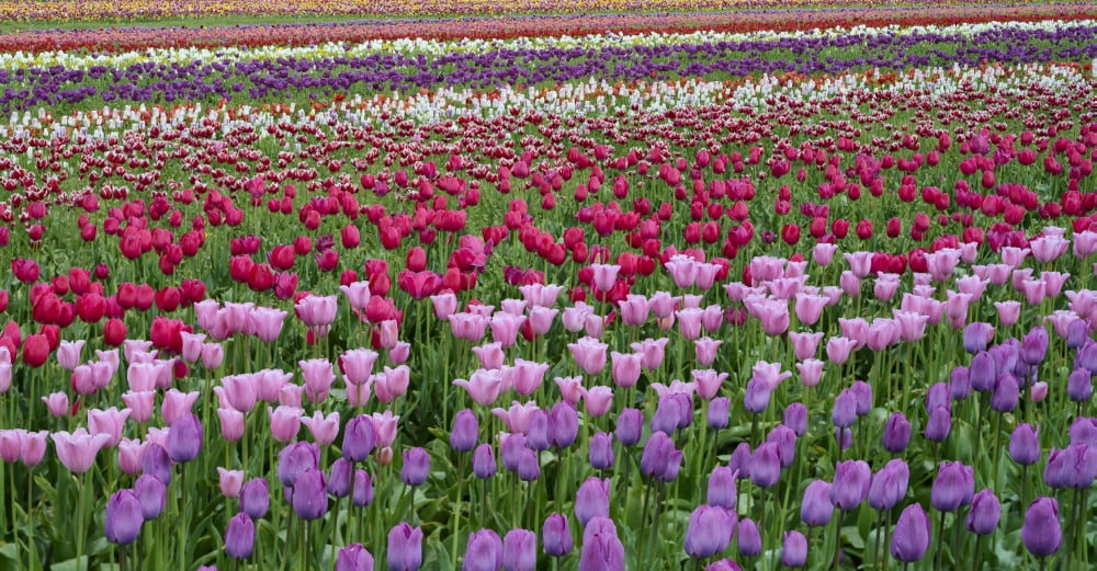 Tulips at Wooden Shoe Tulip Farm Woodburn Marion County Oregon USA Canvas Art - Panoramic Images (36 x 12)