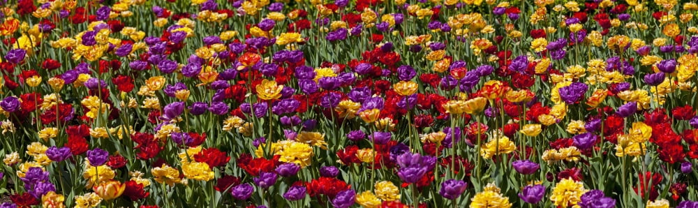 Tulips at the Canadian Tulip festival Ottawa Ontario Canada Canvas Art - David Chapman Design Pics (39 x 11)