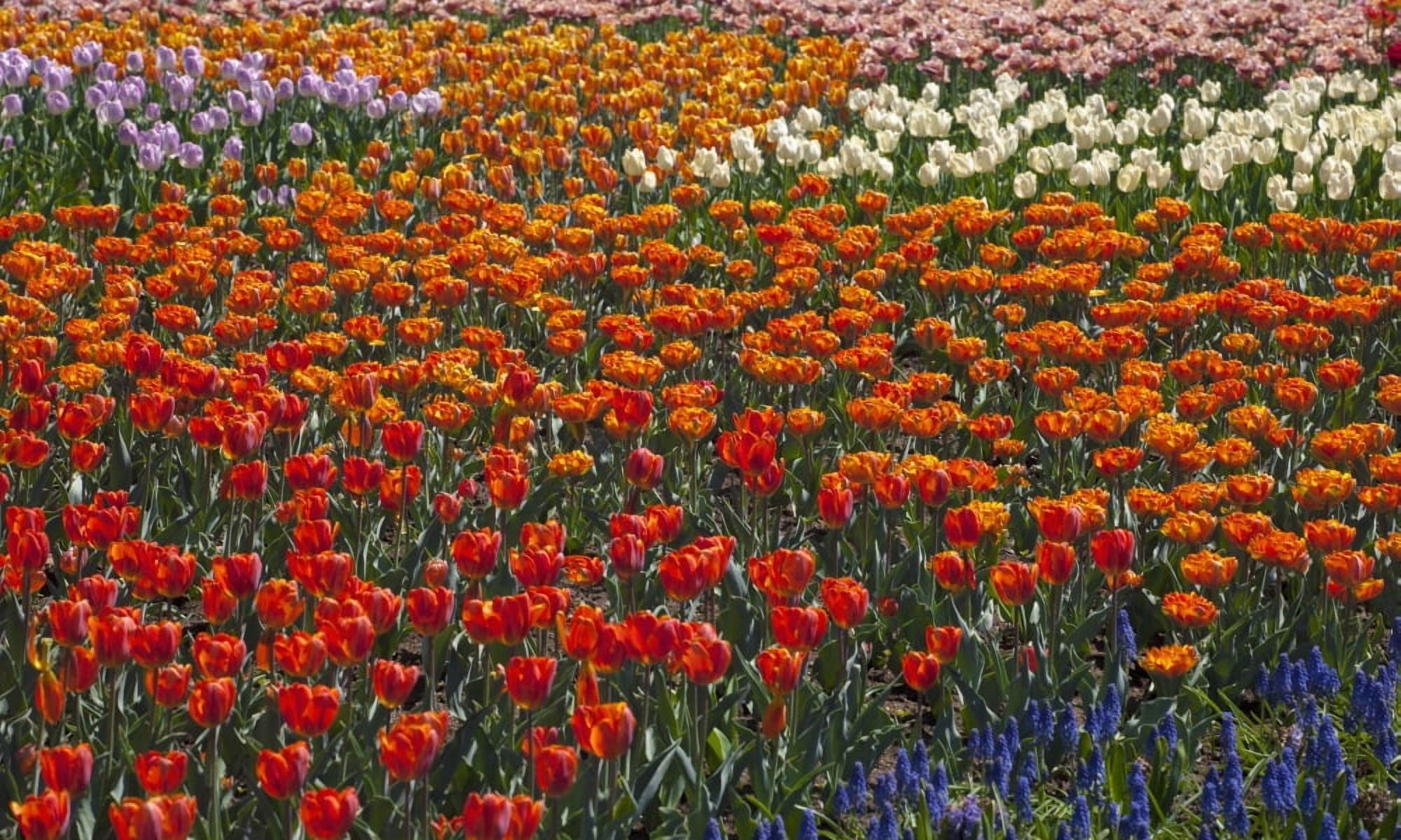Tulips at the Canadian Tulip festival Ottawa Ontario Canada Canvas Art - David Chapman Design Pics (40 x 24)