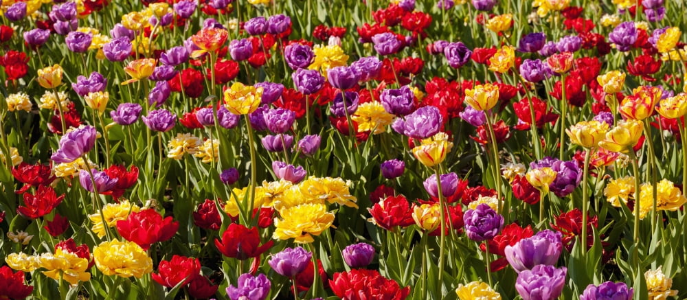 Tulips at the Canadian Tulip festival Ottawa Ontario Canada Canvas Art - David Chapman Design Pics (44 x 20)