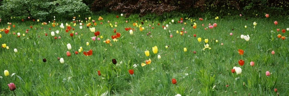 Tulips blooming in a field Howick Hall Gardens Northumberland England Canvas Art - Panoramic Images (6 x 18)