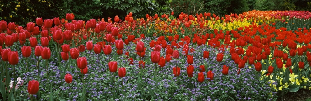 Tulips blooming in a garden St Jamess Park City Of Westminster London England Canvas Art - Panoramic Images (6 x 18)