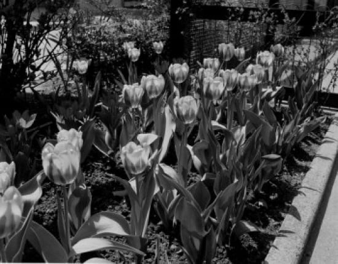 Tulips flowering high angle view Canvas Art - (24 x 36)