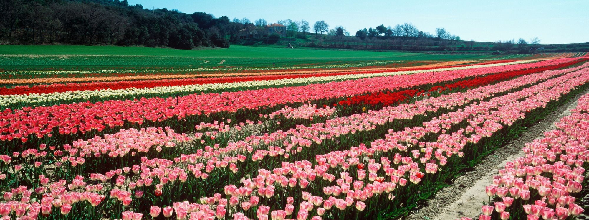 Tulips flowers in a farm Provence-Alpes-Cote dAzur France Canvas Art - Panoramic Images (27 x 9)