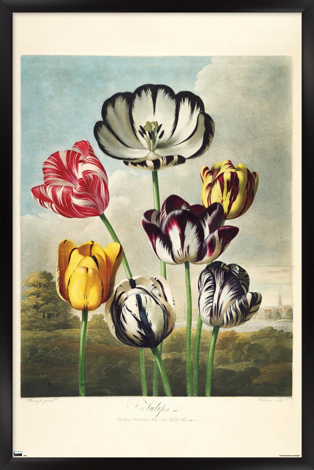 Tulips from the The Temple of Flora Wall Poster, 14.725" x 22.375" Framed