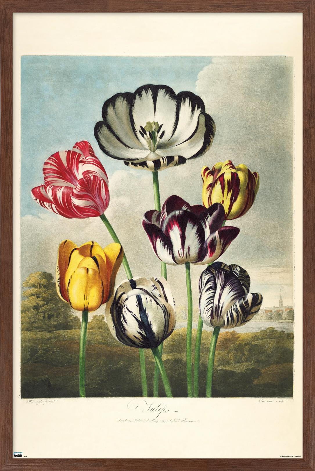 Tulips from the The Temple of Flora Wall Poster, 14.725" x 22.375" Framed