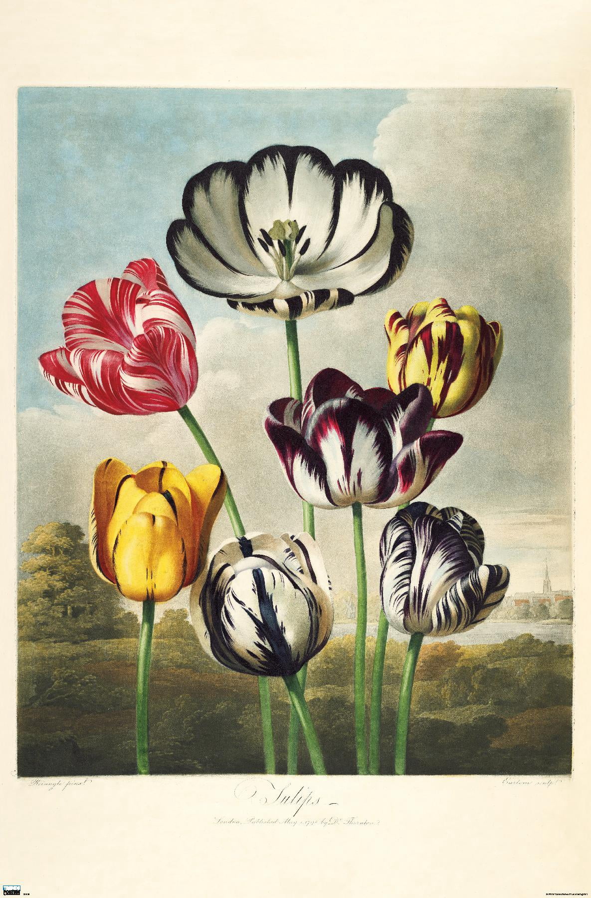 Tulips from the The Temple of Flora Wall Poster, 14.725" x 22.375"