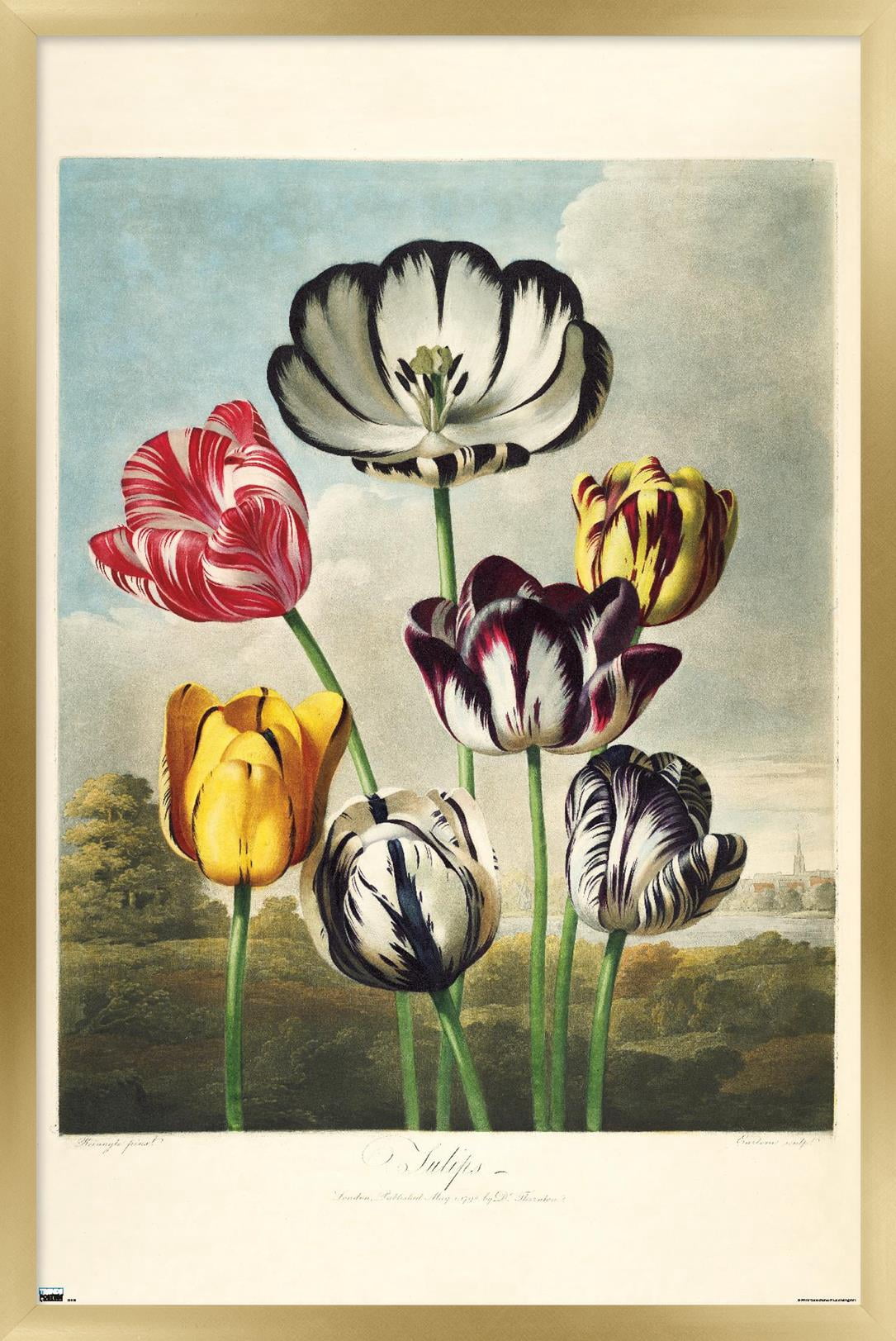 Tulips from the The Temple of Flora Wall Poster, 22.375" x 34" Framed