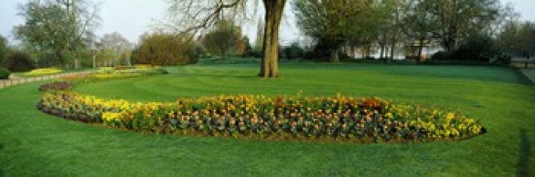 Tulips in Hyde Park City of Westminster London England Canvas Art - Panoramic Images (18 x 6)