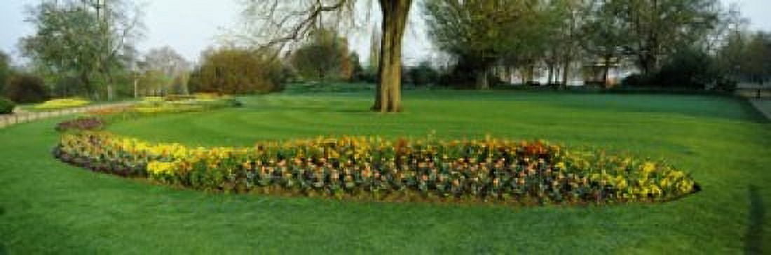 Tulips in Hyde Park City of Westminster London England Canvas Art - Panoramic Images (36 x 12)