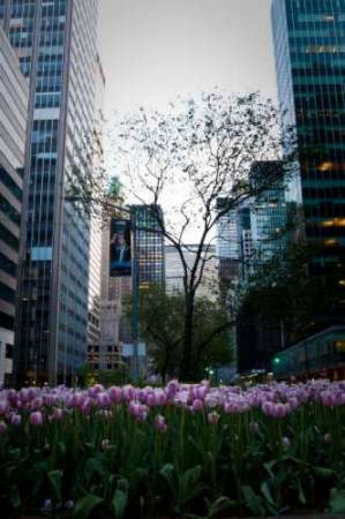 Tulips in Manhattan Canvas Art - Erin Berzel (20 x 28)