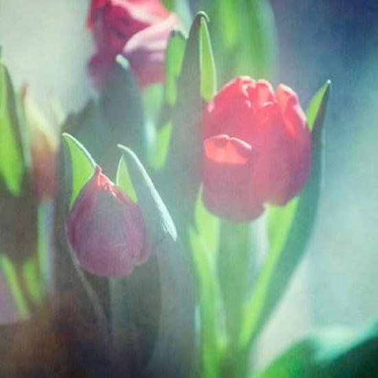 Tulips in Spring Canvas Art - Roberta Murray (24 x 24)