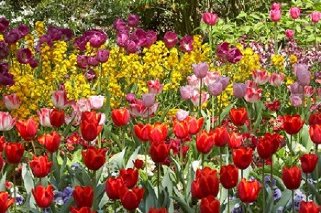 Tulips in St Jamess Park London England United Kingdom Canvas Art - David Wall DanitaDelimont (34 x 23)