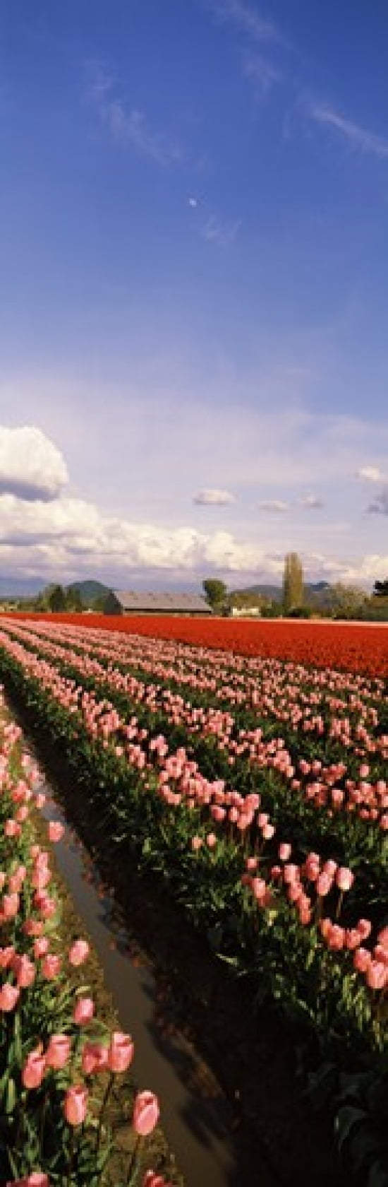 Tulips in a field Skagit Valley Washington State USA Canvas Art - Panoramic Images (18 x 6)