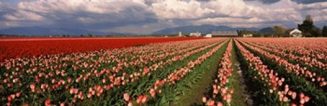 Tulips in a field Skagit Valley Washington State USA Canvas Art - Panoramic Images (36 x 12)