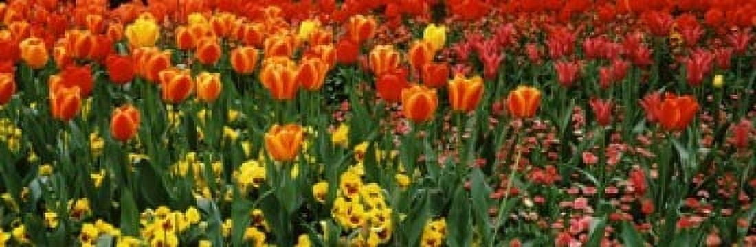 Tulips in a field St Jamess Park City Of Westminster London England Canvas Art - Panoramic Images (18 x 6)