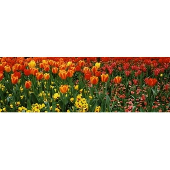 Tulips in a field St. Jamess Park City Of Westminster London England Poster Print by - 36 x 12