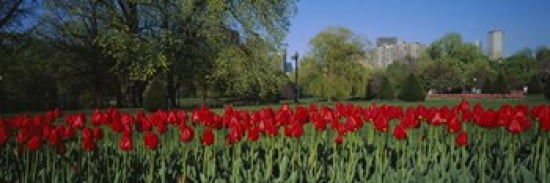 Tulips in a garden Boston Public Garden Boston Massachusetts USA Canvas Art - Panoramic Images (36 x 12)