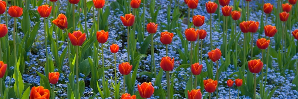 Tulips in a garden Butchart Gardens Victoria Vancouver Island British Columbia Canada Canvas Art - Panoramic Images (36 x 12)