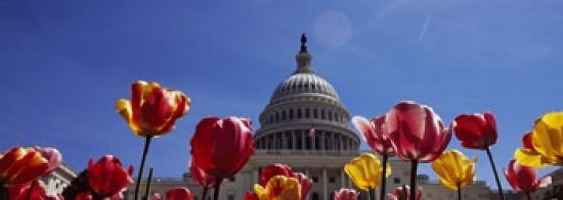 Tulips with a government building in the background Capitol Building Washington DC USA Canvas Art - Panoramic Images (18 x 7)