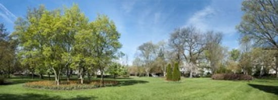Tulips with trees at Sherwood Gardens Baltimore Maryland USA Canvas Art - Panoramic Images (36 x 13)