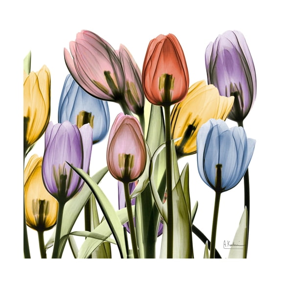 Art.com Tulipscape Art Print by Albert Koetsier, 16" x 16"