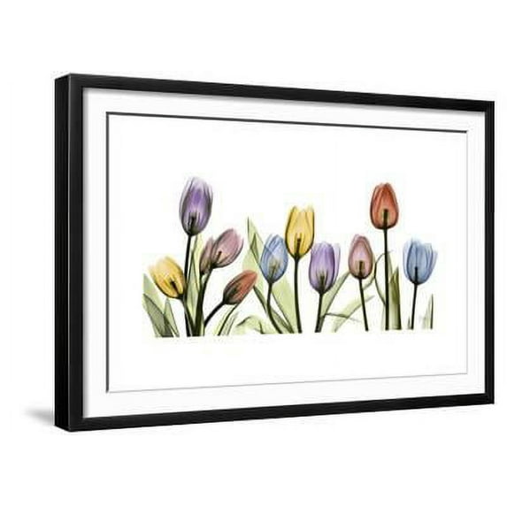 Tulipscape Portrait, Botanical Framed Art Print Wall Art by Albert Koetsier Sold by Art.Com