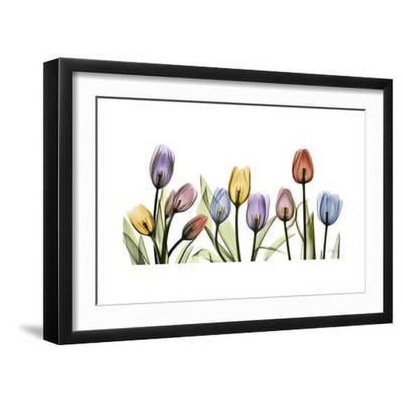 Tulipscape Portrait, Botanical Framed Art Print Wall Art by Albert Koetsier Sold by Art.Com