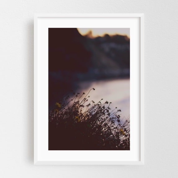White Roses Sunset Tumbleweed - Los Angeles California Photography Sunset Flowers ...