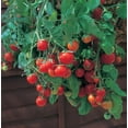 thumbnail image 1 of Tumbling Tom Red Cherry Tomato Plant 2.5" Pot - Great in Baskets or Pots, 1 of 1
