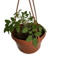 Tumbling Tom Red Cherry Tomato Plant6" Hanging Basket