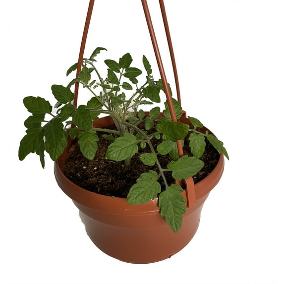 Tumbling Tom Red Cherry Tomato Plant-6" Hanging Basket