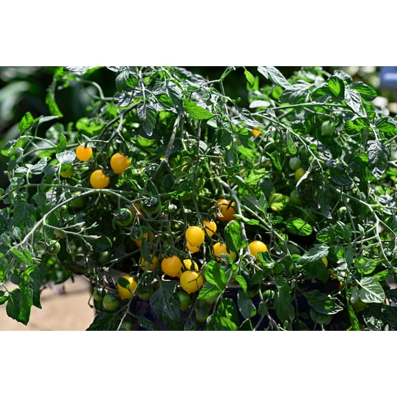 Tumbling Tom Yellow Cherry Tomato Plant - 2.5" Pot
