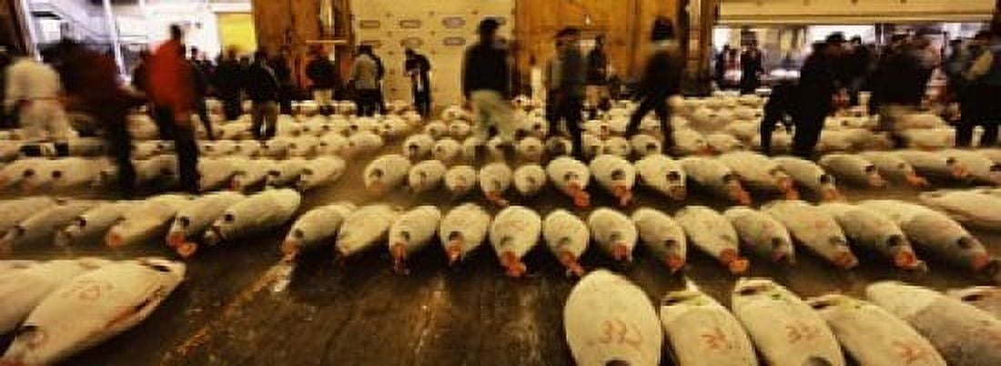 Tuna auction at a fish market Tsukiji Fish Market Chuo Ward Tsukiji Tokyo Prefecture Kanto Region Honshu Japan Canvas Art - Panoramic Images (18 x 7)