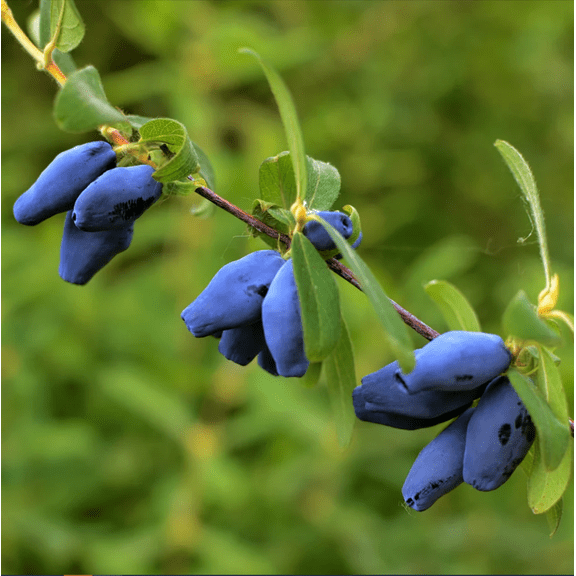 Tundra Haskap Bush Plant Live for Planting, Blue Honeyberry Plant, Perennial Sweet Berry Bush, 6-10 Inch Tall