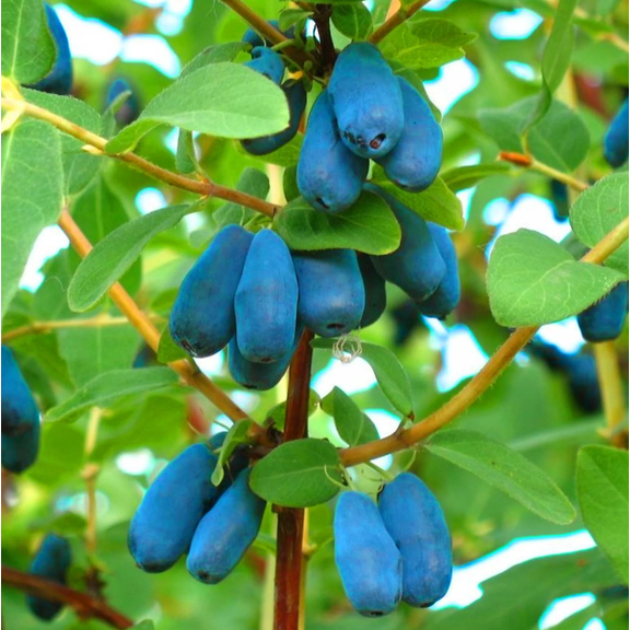 Tundra Honeyberry Haskap Live Plant, 6-10 Inches Tall, Lonicera Caerulea Edible Berry Shrub for Outdoor Garden