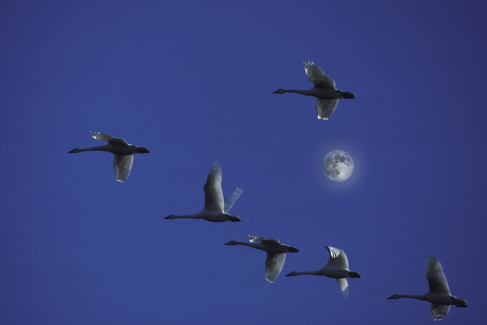 Tundra Swans In Flight During Migration Along The Pacific Flyway California Composite Canvas Art - Ron Sanford Design Pics (34 x 22)