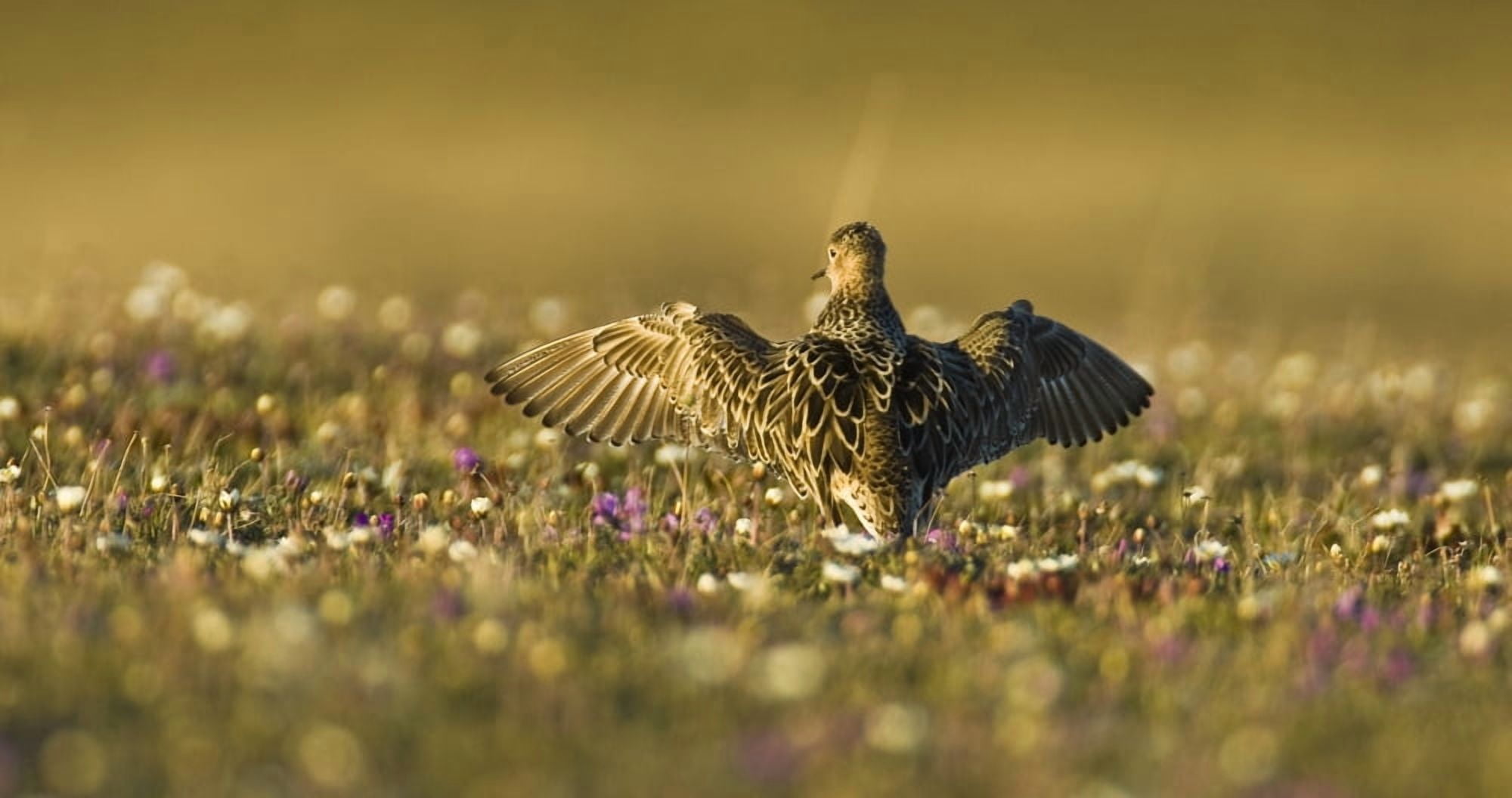 TundraNa Male Buff-Breasted Sandpiper Displays Himself To Potential Females On A Tundra Meadow North Slope Arctic Alaska Summer Canvas Art - Brian Guzzetti Design Pics (21 x 11)