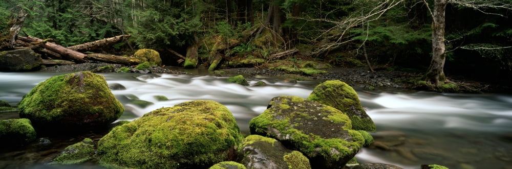 Tunnel Creek Olympic National Forest Washington Canvas Art - Ron Watts Design Pics (25 x 8)