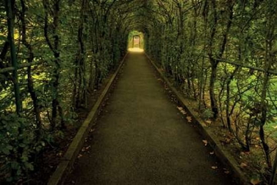 Tunnel of Shrub II Canvas Art - Dennis Frates (12 x 18)