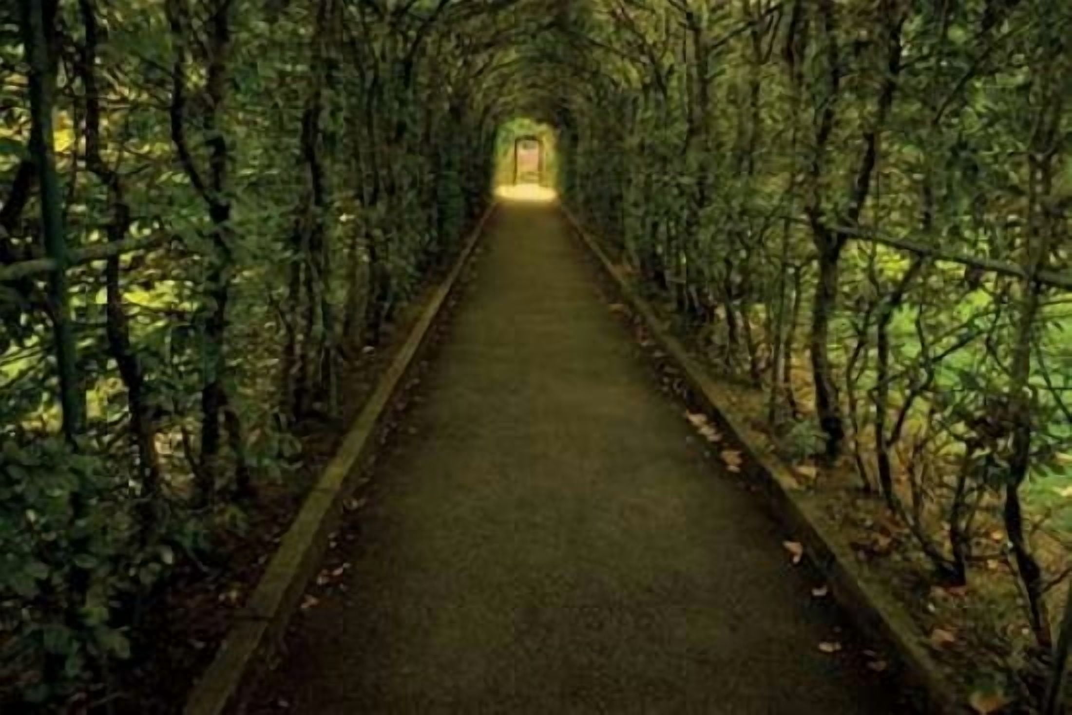 Tunnel of Shrub II Canvas Art - Dennis Frates (24 x 36)