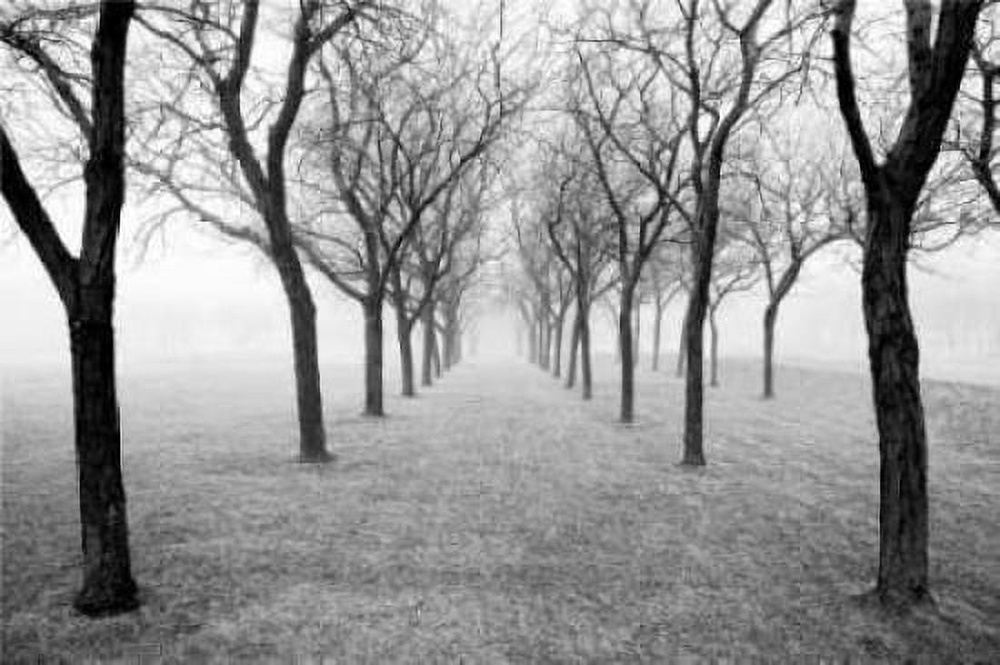 Tunnel of Trees Canvas Art - Monte Nagler (12 x 18)