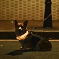 thumbnail image 1 of Tuobarr Dog Collar, Light Up Dog Collar, LED Collar with USB Rechargeable, Bright High Visibility Lighted Glow Collar for Pet Night Walking In 4 Colors Orange, 1 of 8