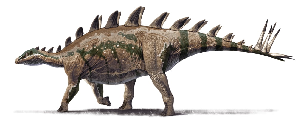 Tuojiangosaurus multispinus dinosaur from Shishugou China Canvas Art - Roman Garcia MoraStocktrek Images (22 x 10)